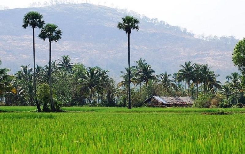 Palakkad