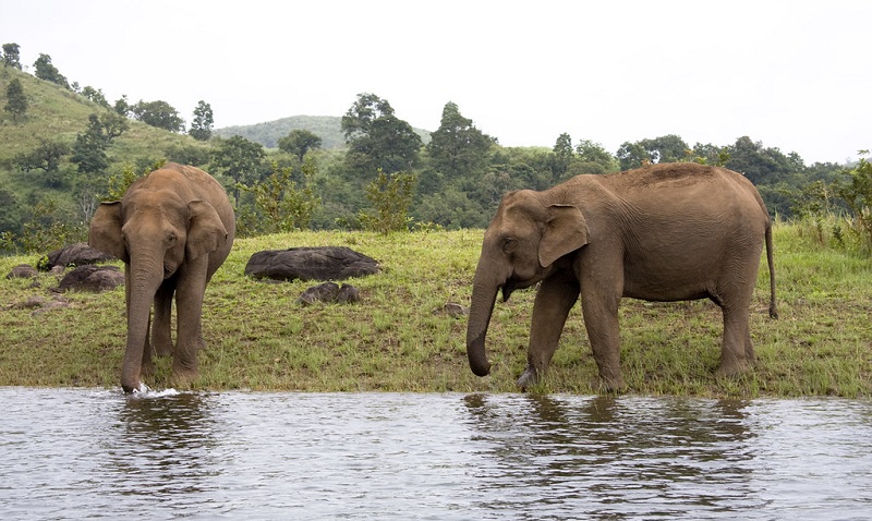 Thekkady in Kerala