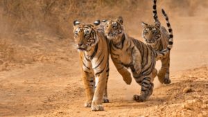 rajasthan ranthambore tour