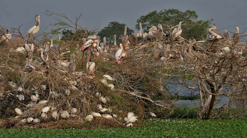 Bharatpur -Bird Sanctuary