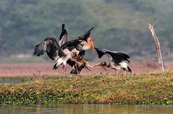 Bharatpur Bird Sanctuary